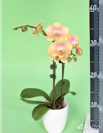 Орхидея фаленопсис Walle.Арома