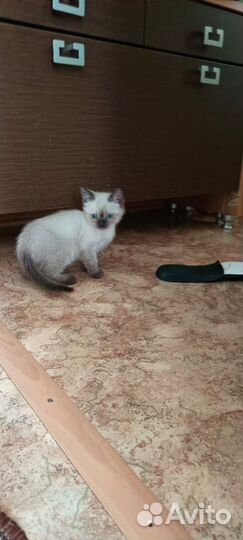 Котёнок мальчик в добрые руки
