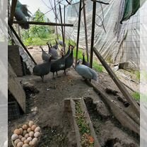 Ия цесарки, сусексов, барковской, брессов, Сочи