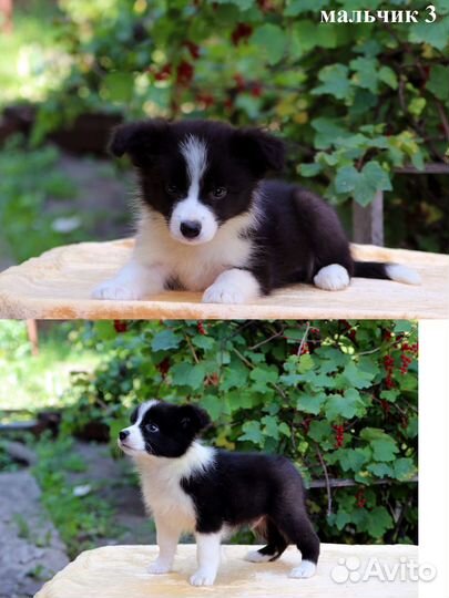 Бордер колли щенки