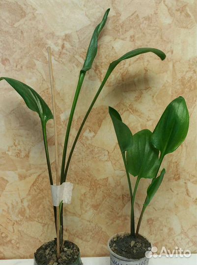 Дримиопсис пятнистый