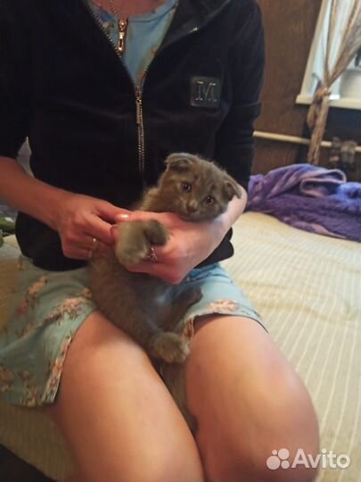 Котенок вислоухий