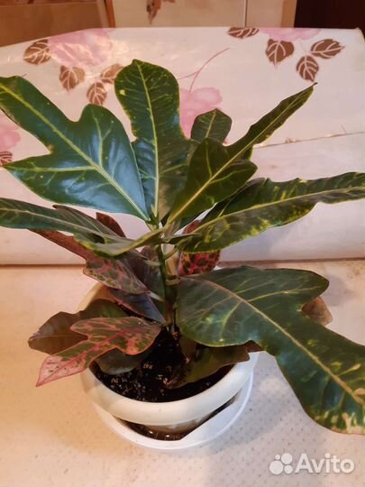 Кротон и Аглаонема