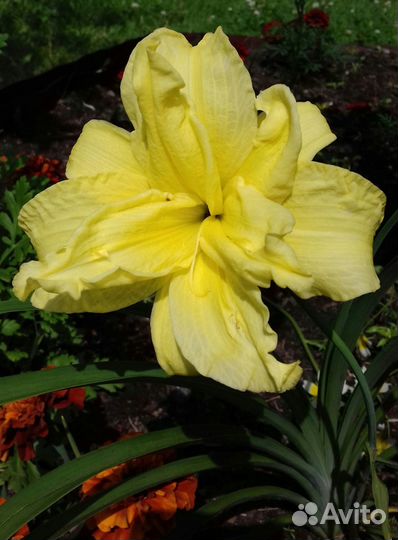 Саженцы лилейников, ирисов