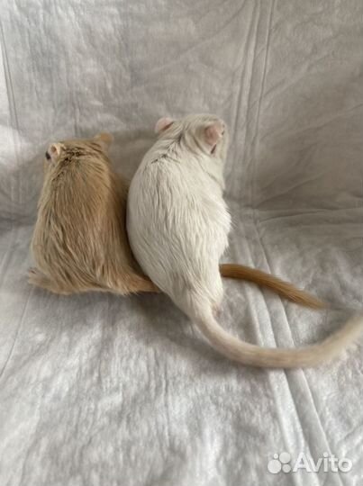 Песчанка