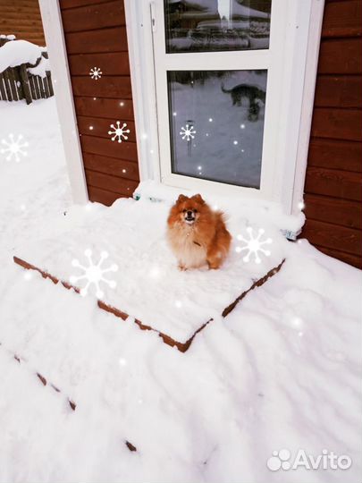 Гостиница для собак