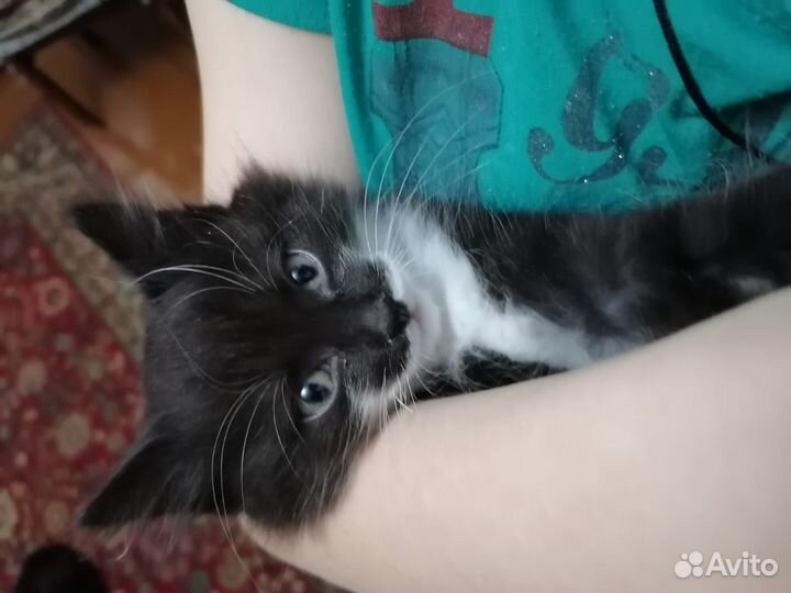 Отдам котят в добрые руки