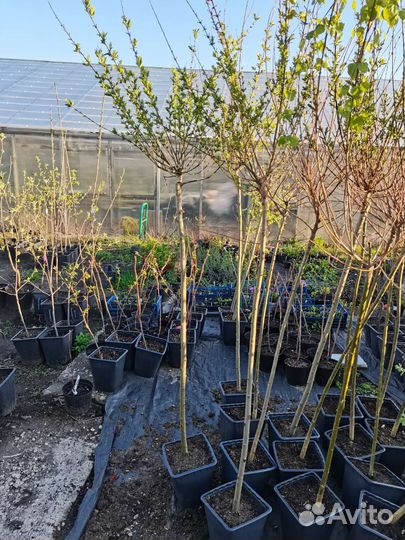 Ива японская Хакуро Нишики