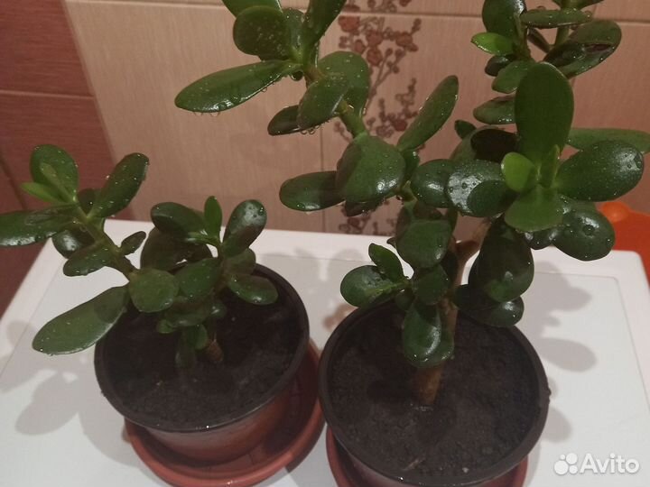 Денежное дерево(толстянка)