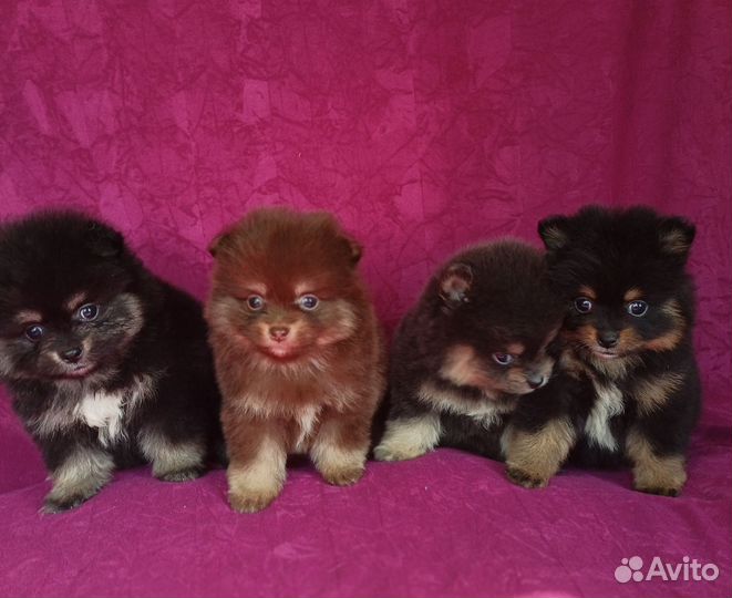Померанский шпиц