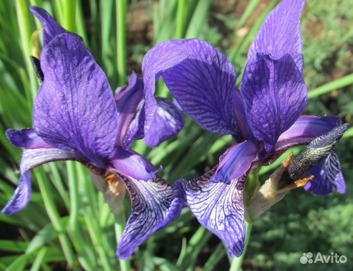 Ирис Sp.Башкирия