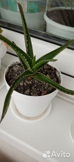 Алое вера растение