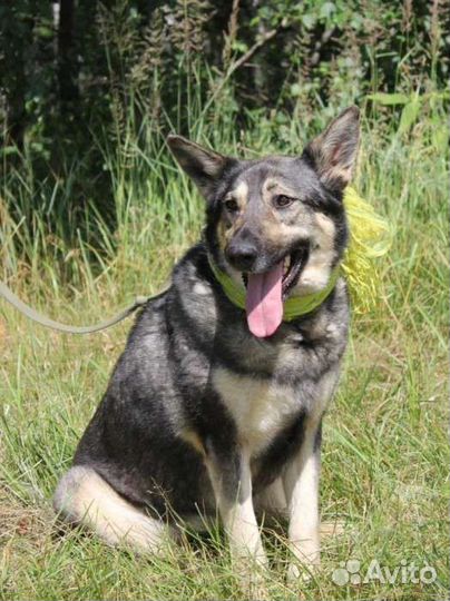 Собака из приюта Добрая