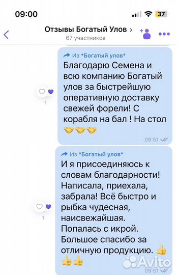 Форель охлажденная