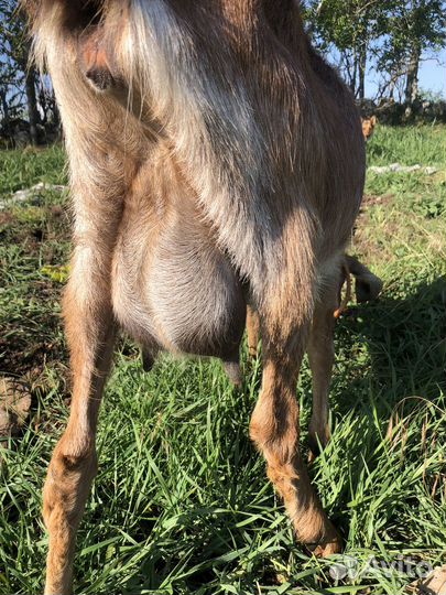 Коза дойная