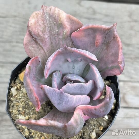 Редкие суккуленты, эхеверии