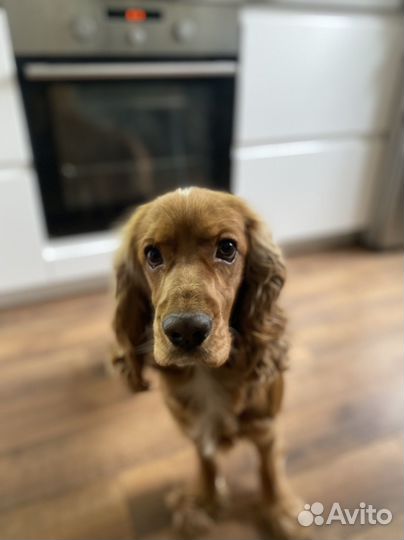 Кобель для вязки