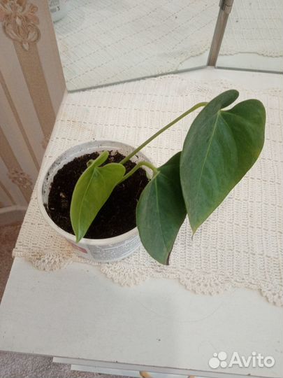 Комнатные цветы