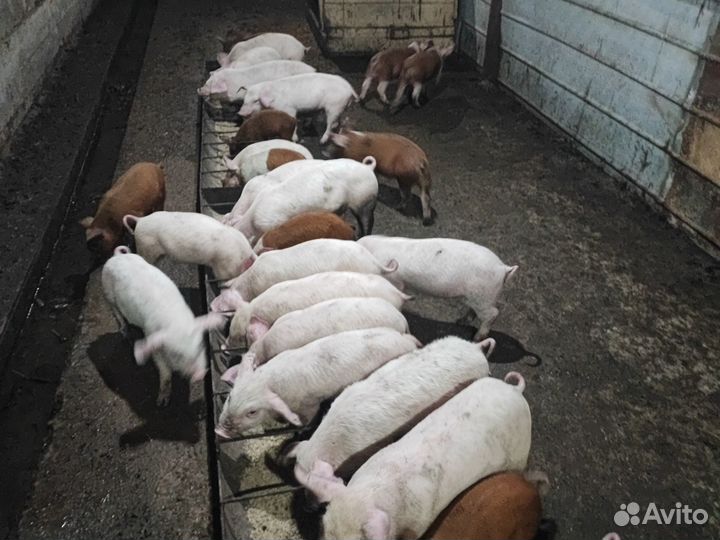 Поросята дюрок+ см, ландрас+см/дюрок, дюрок