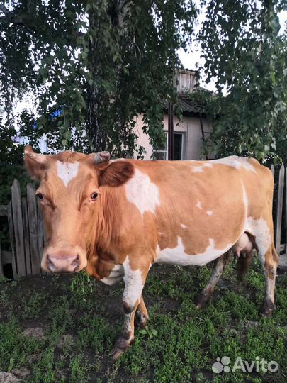Корова дойная