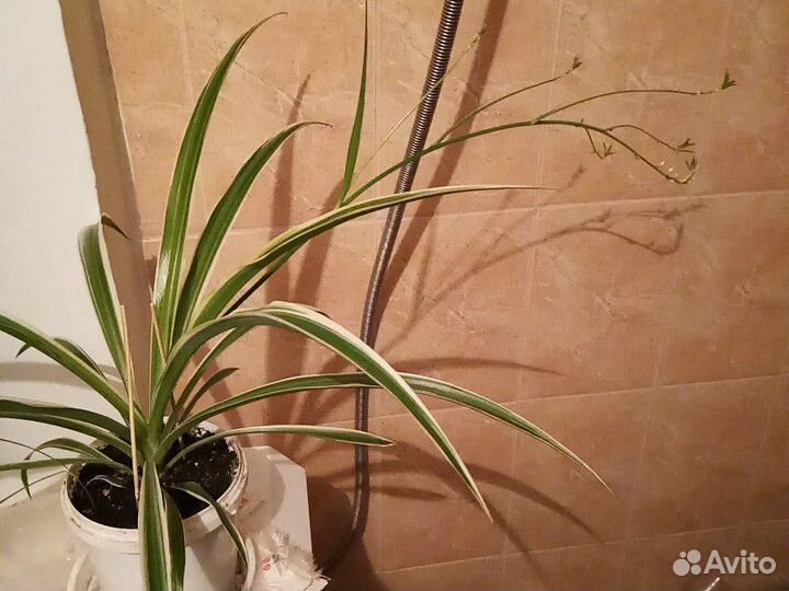 Хлорофитум