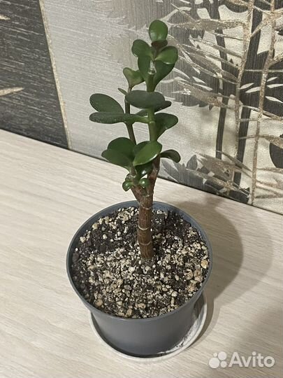 Крассула толстянка