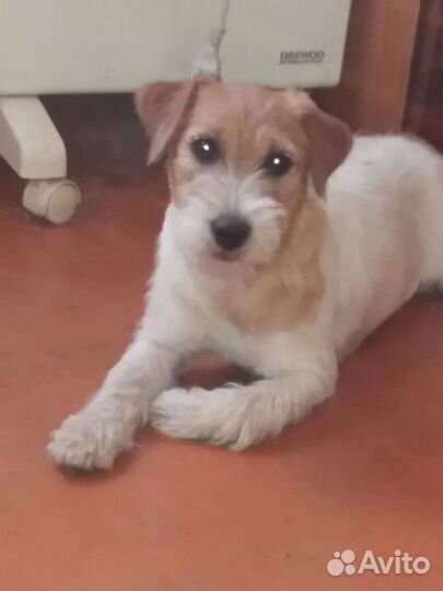 Джек Рассел терьер