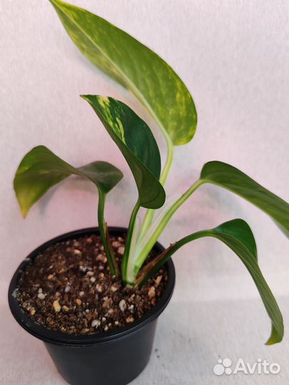 Сциндапсус