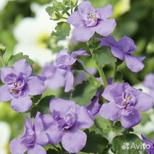 Бакопа вегетка ассортименте