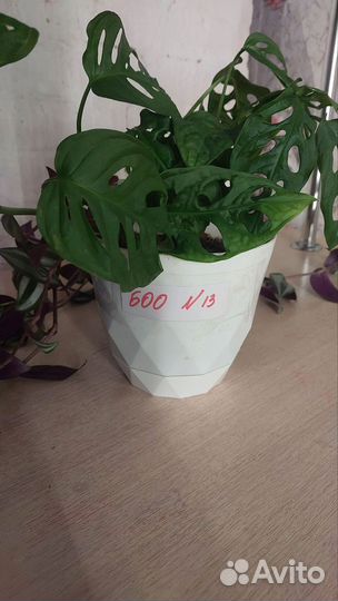 Комнатные растения