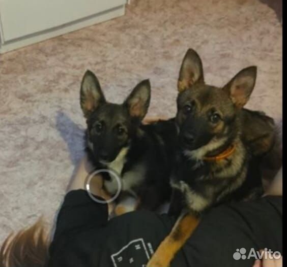 Очаровательные сестрички