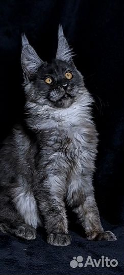 Котята мейн-кун