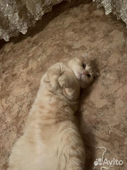 Шотландский кот