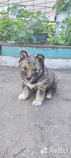 Сибирский хаски щенок