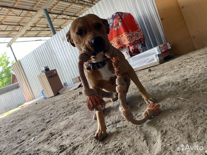 Амстафф вязка