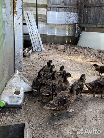 Дикая утка кряква (подсадная)