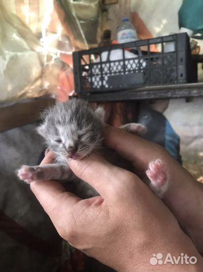 Котята в добрые руки