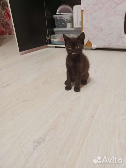 Черный котёнок Черная кошечка в добрые руки