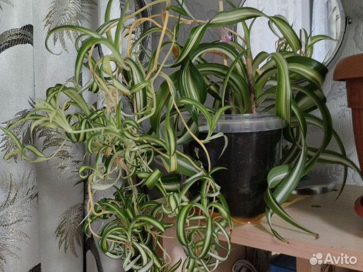 Хлорофитум