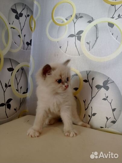 Котята невской маскарадной