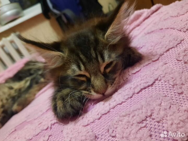 Котята мейн-кун