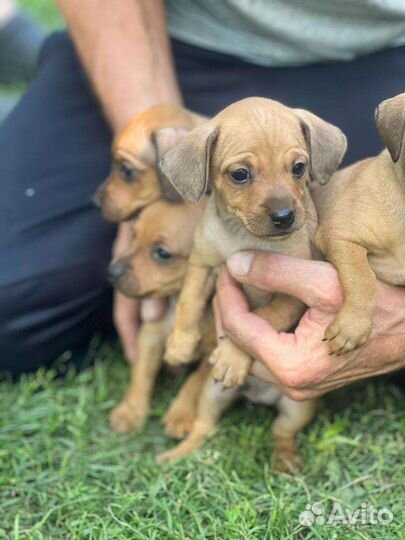 Щенки цвергпинчер-той