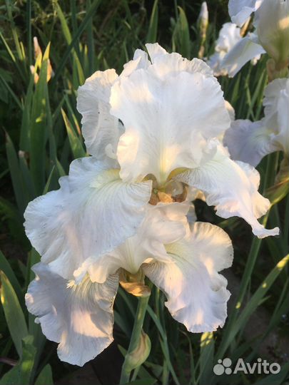 Ирисы в ассортименте