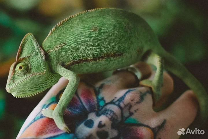 Хамелеон и террариум (новый в упаковке)