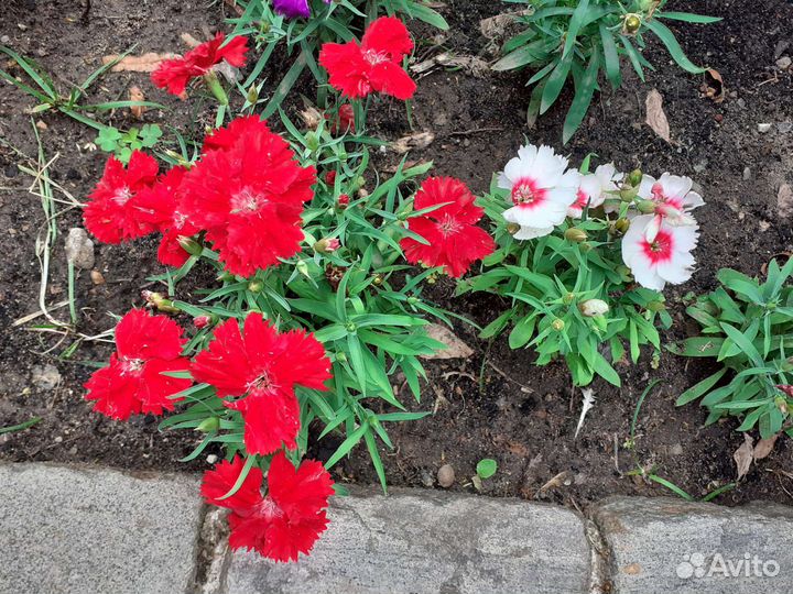 Массажер для ног