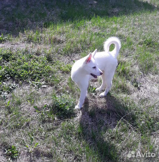 Хаски белый