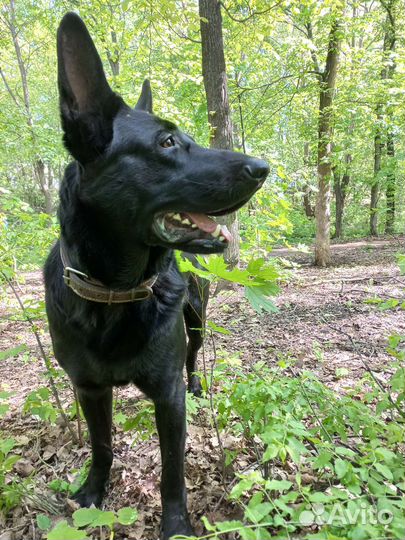 Волкособ. Вязка