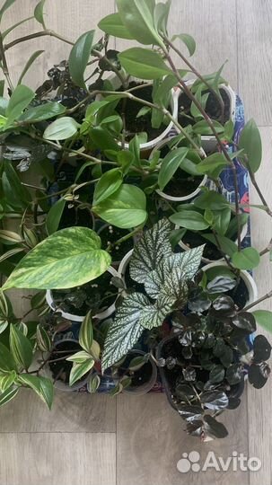 Сортовые фиалки и комнатные цветы