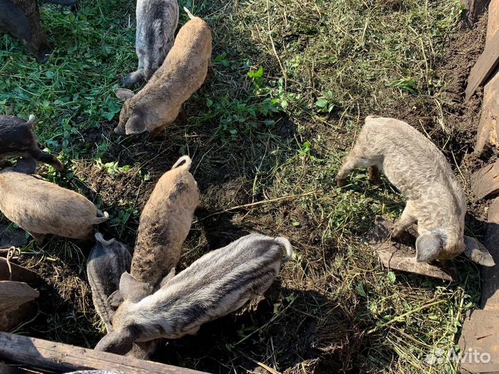 Продам поросят