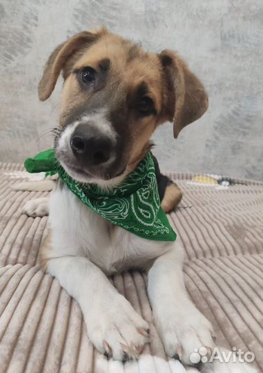 Ладушка в дар